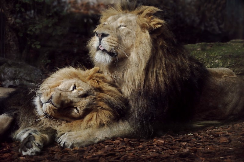 lions, animals, hd, 4k, 5k