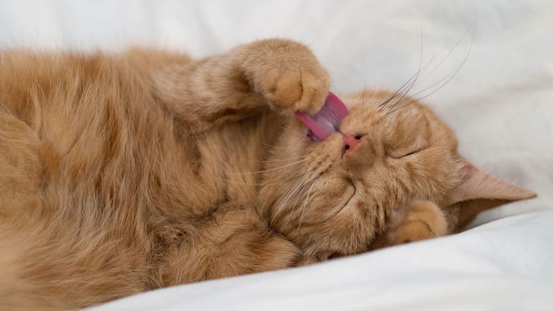 cat, tongue protruding, paw, funny, 4k