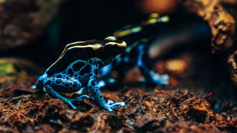 frog, phyllobates, colorful, spotted, exotic, 4k