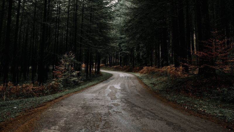 road, forest, pines, turn, nature, 4k