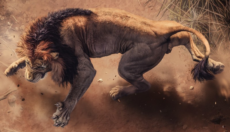 lion, animals, hd, 4k