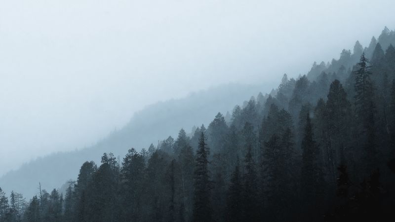forest, fog, slope, pine, conifer, 4k