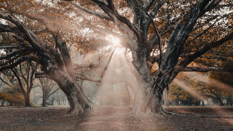 trees, sunlight, rays, nature, 4k