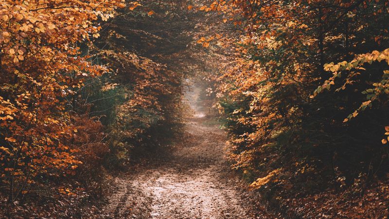 forest, path, autumn, nature, 4k