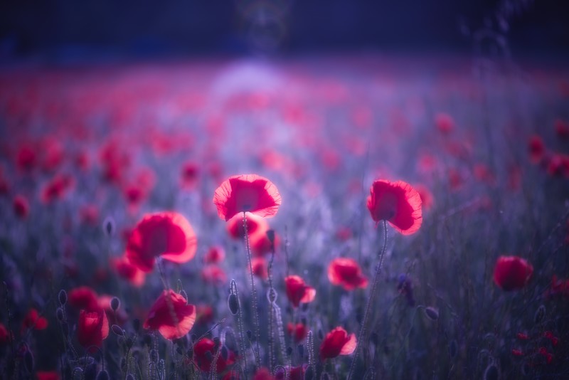 flowers, nature, hd, 4k, 5k, 8k