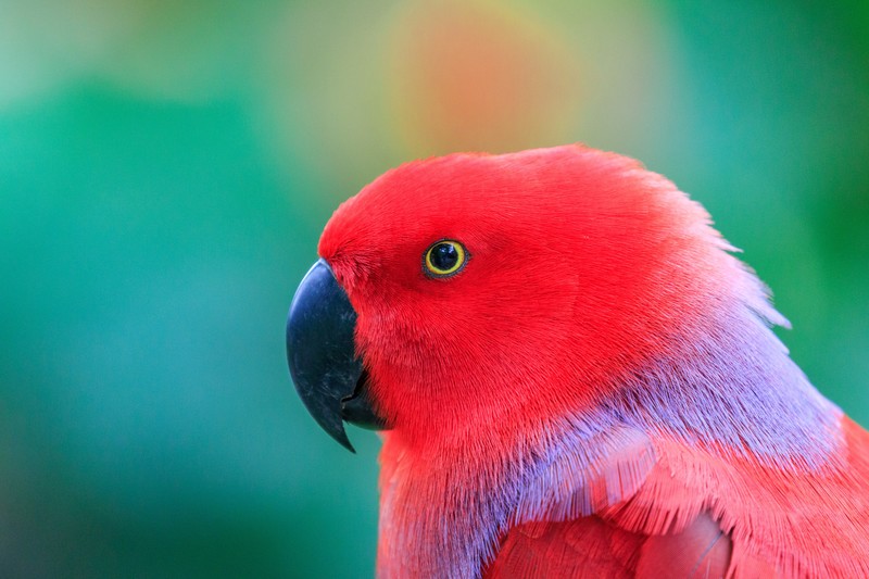 parrot, birds, hd, 4k, 5k