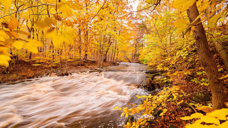 river, forest, autumn, trees, yellow, 4k