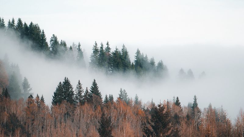 forest, fog, clouds, trees, landscape, 4k