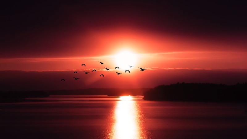 birds, sunset, evening, dark, hd, 4k