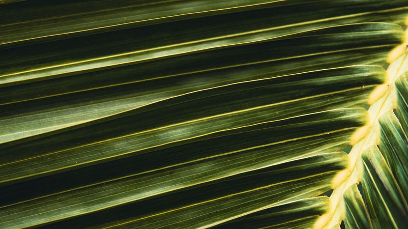 palm, leaf, branch, green, macro, 4k