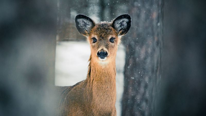 deer, trees, snow, nature, 4k