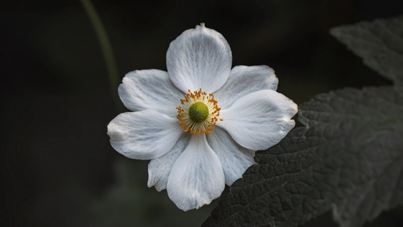 anemone, flower, white, bloom, macro, close-up, 4k
