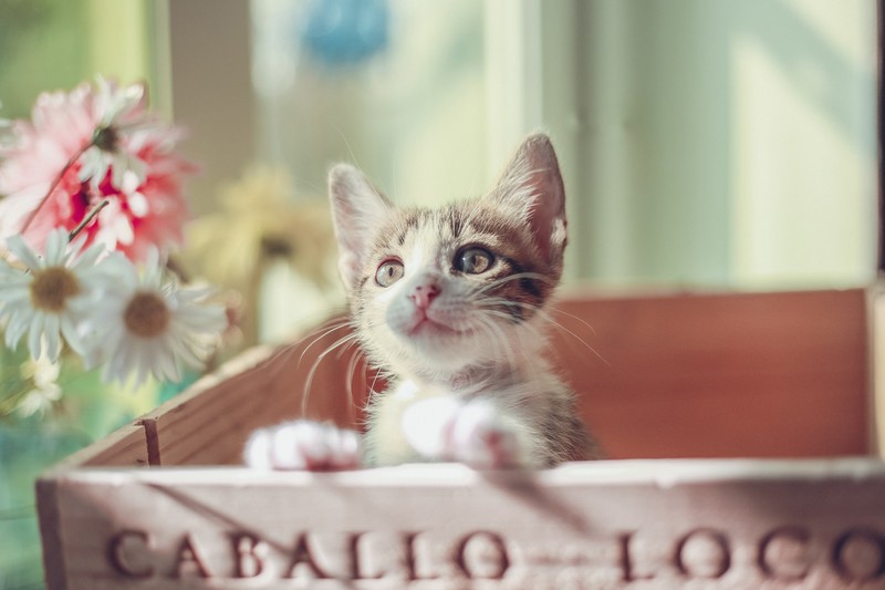 cat, animals, hd