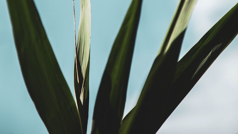 plant, leaves, green, macro, close-up, 4k