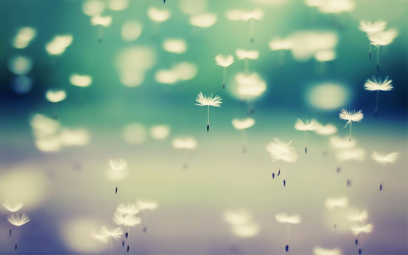 dandelion, flowers, hd, 4k, artist