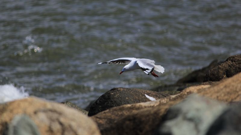 seagull, bird, flight, sea, stones, 4k