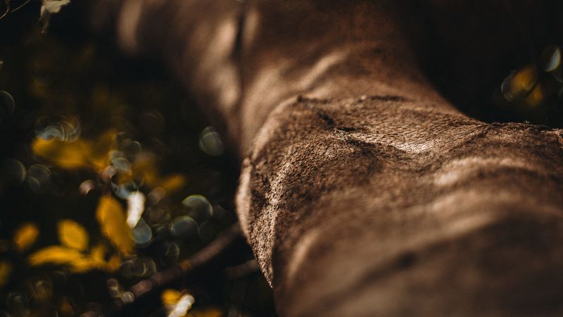 tree, trunk, bark, macro, blur, 4k