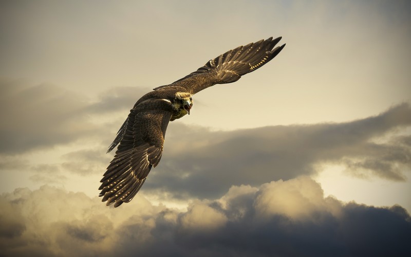 hawk, birds, hd, 4k, eagle