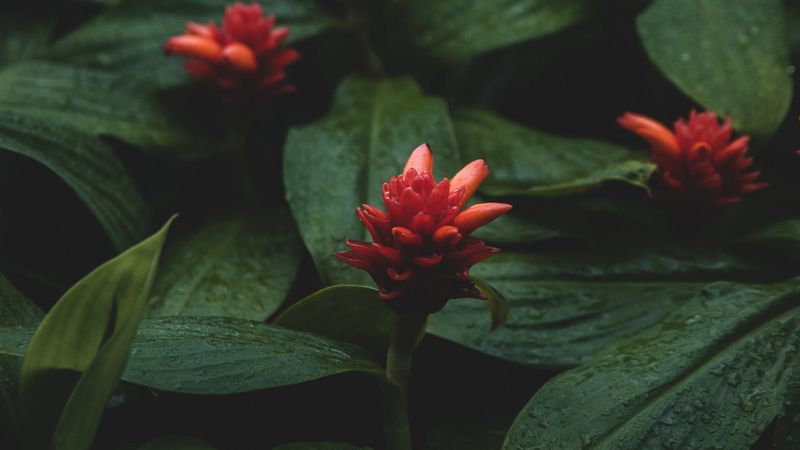 flowers, red, wet, leaves, plants, 4k