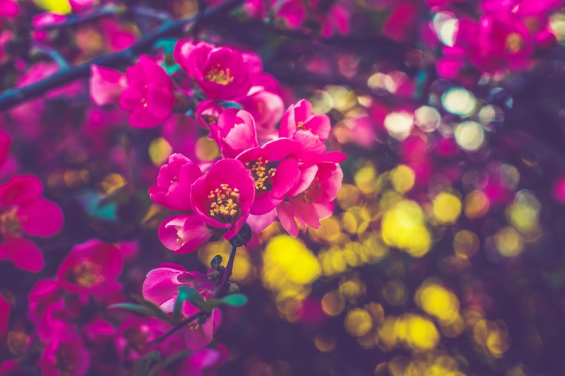 flowers, nature, hd, 4k, 5k