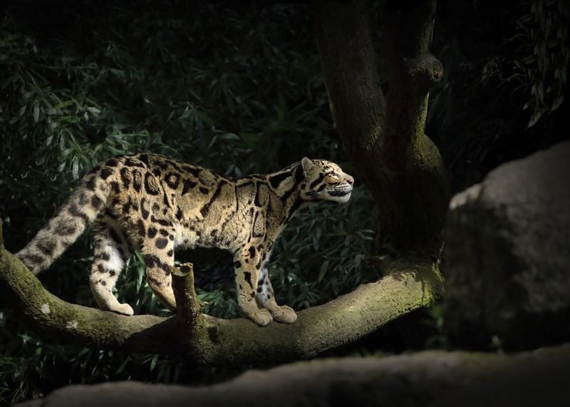 leopard, animals, hd, 4k, 5k