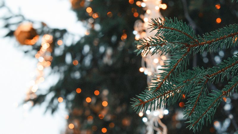 spruce, branch, needles, christmas, new year, glare, 4k