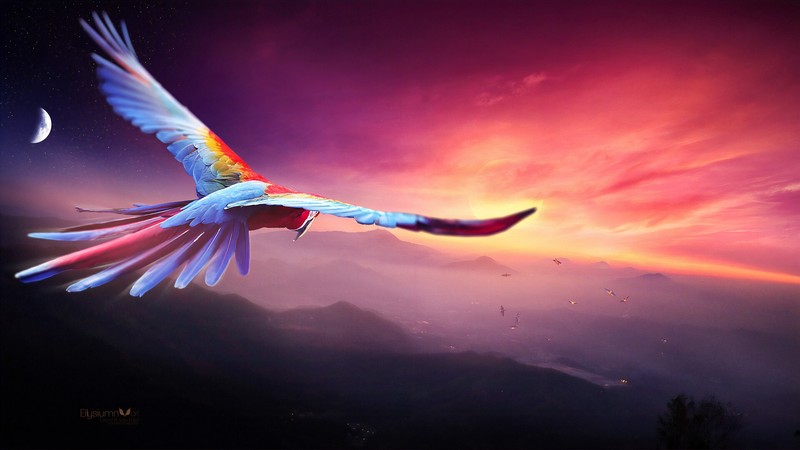 macaw, parrot, birds, hd, 4k, artist, artwork, digital art, deviantart