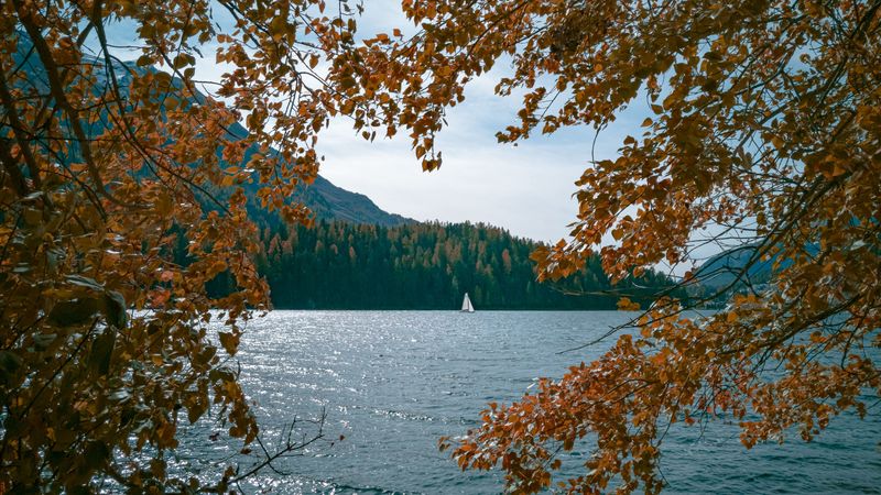 lake, boat, trees, branches, shore, 4k