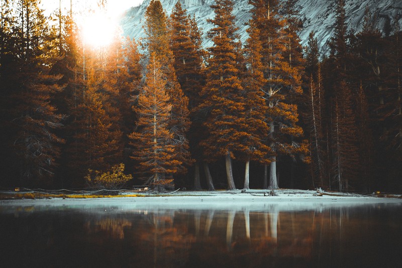 autumn, nature, hd, 4k, 5k, trees
