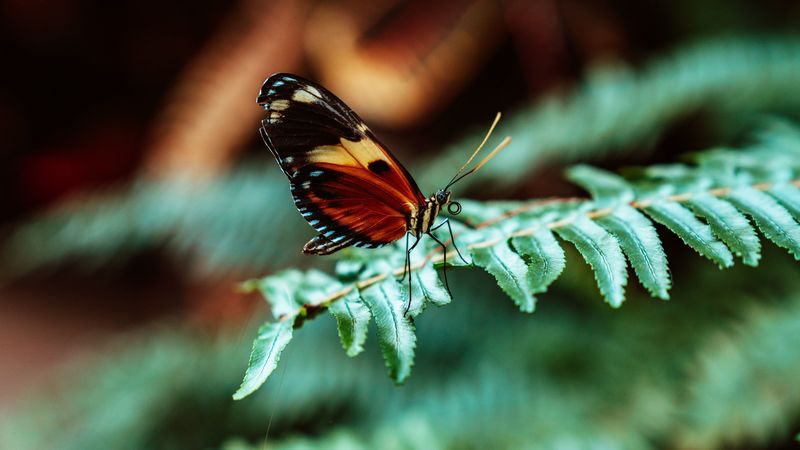 butterfly, macro, fern, leaves, plant, 4k