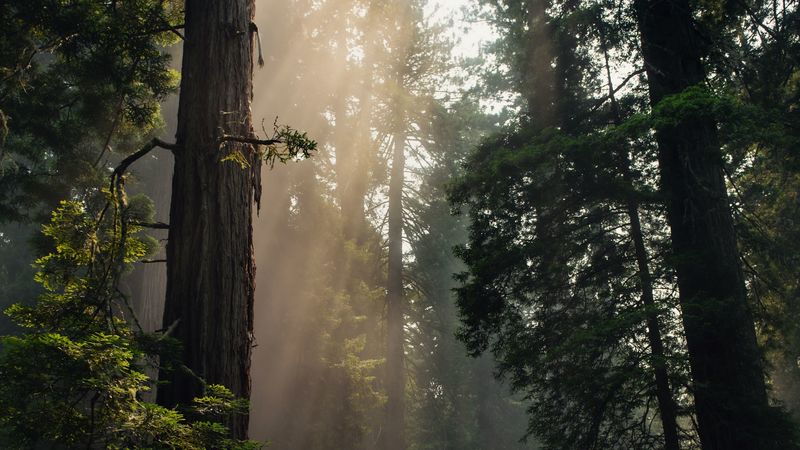forest, trees, fog, sunlight, nature, 4k