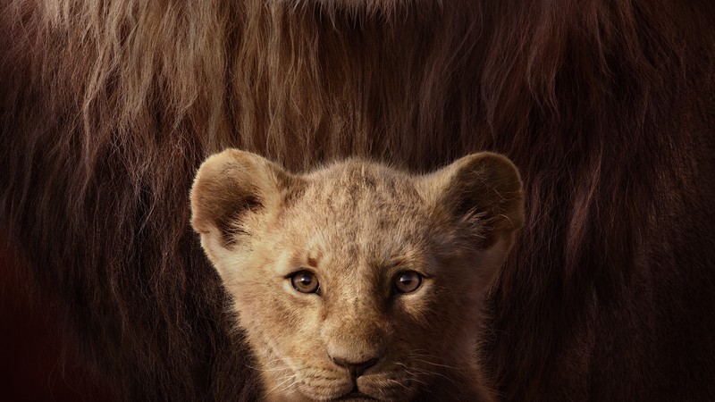 the lion king, lion, 2019 movies, movies, hd, disney, simba, 4k