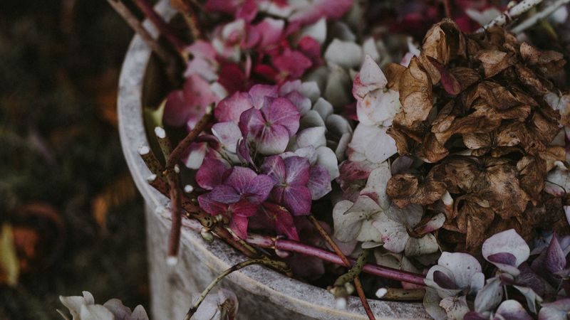 hydrangea, flowers, purple, bucket, 4k