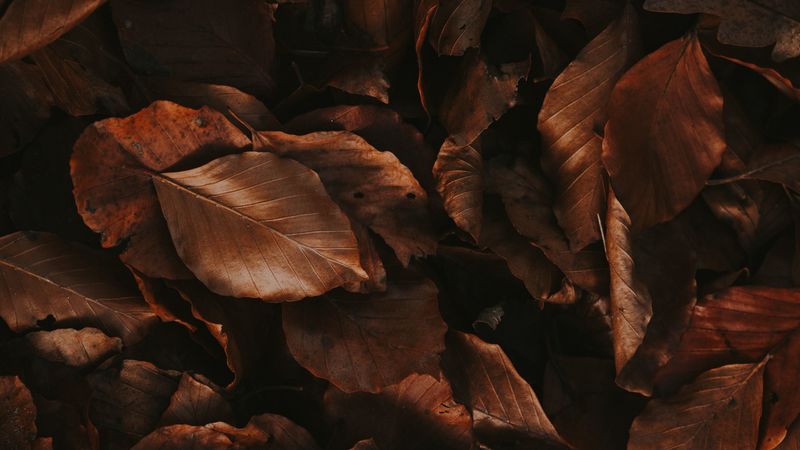 leaves, brown, dry, autumn, foliage, 4k