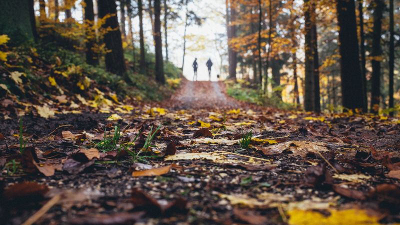 path, autumn, nature, silhouettes, walk, 4k