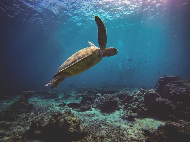 turtle, reptile, animals, hd, underwater, sea, 4k