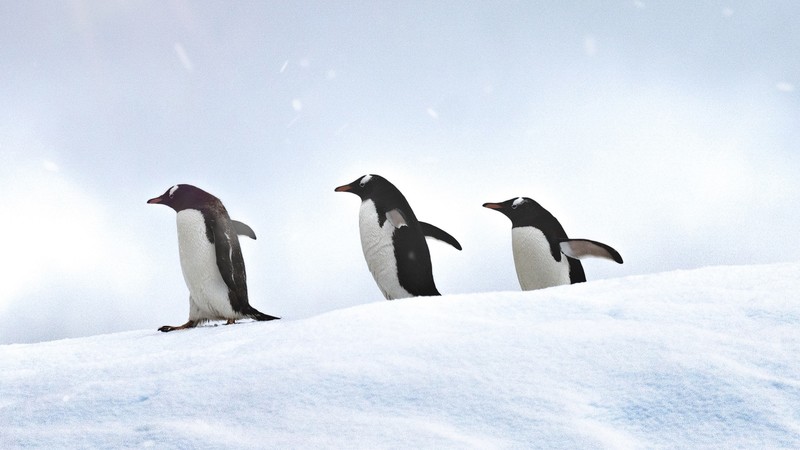 penguins, animals, hd
