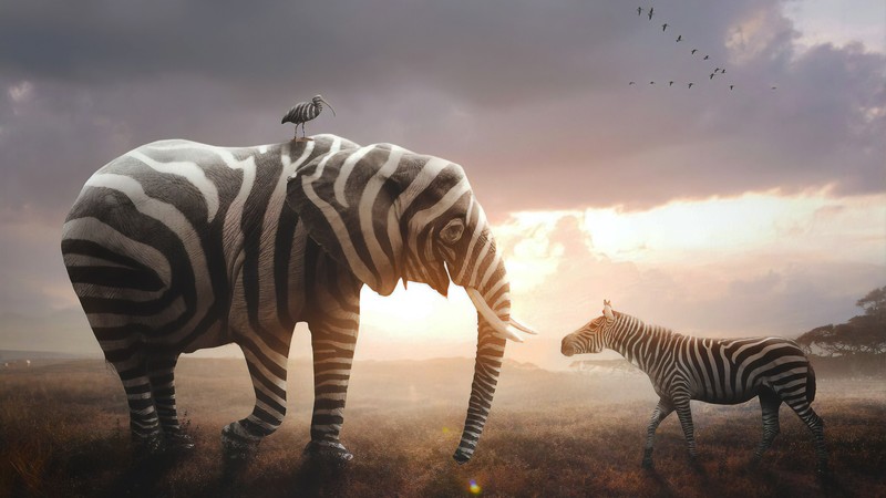 elephant, zebra, animals, hd, 4k