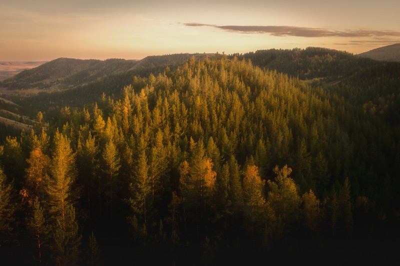 autumn, forest, nature, hd, 4k, 5k, trees