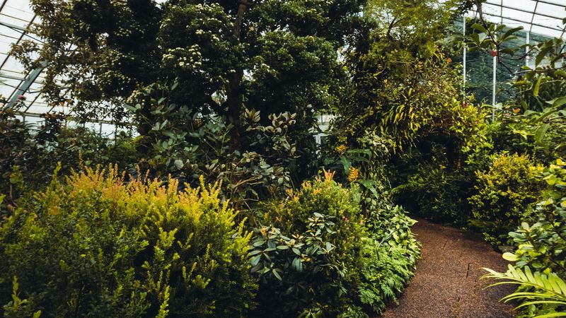 greenhouse, plants, path, bushes, trees, 4k