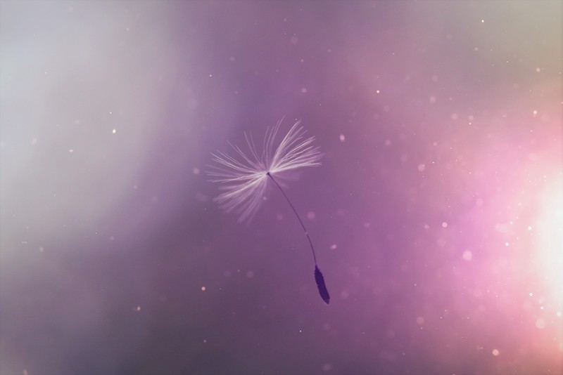 dandelion, flowers, hd, 4k