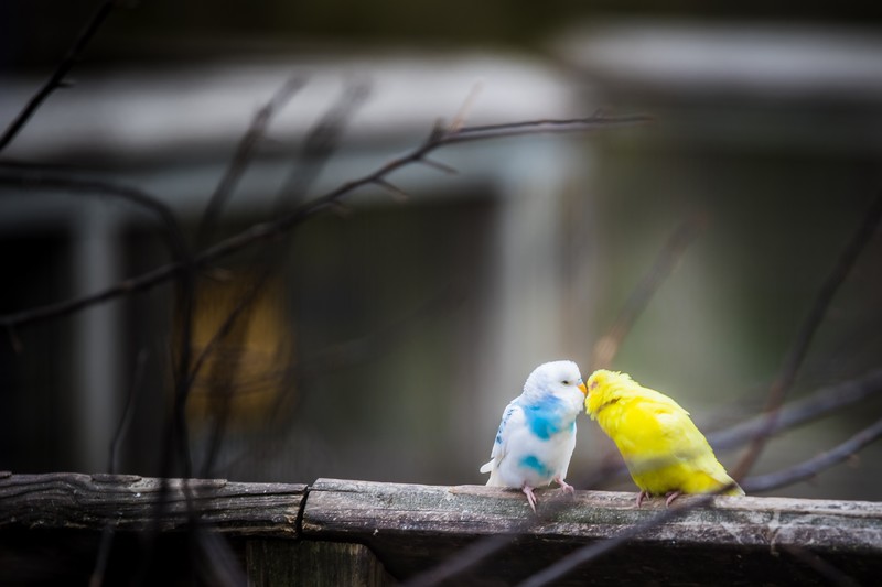 birds, love, hd, 4k