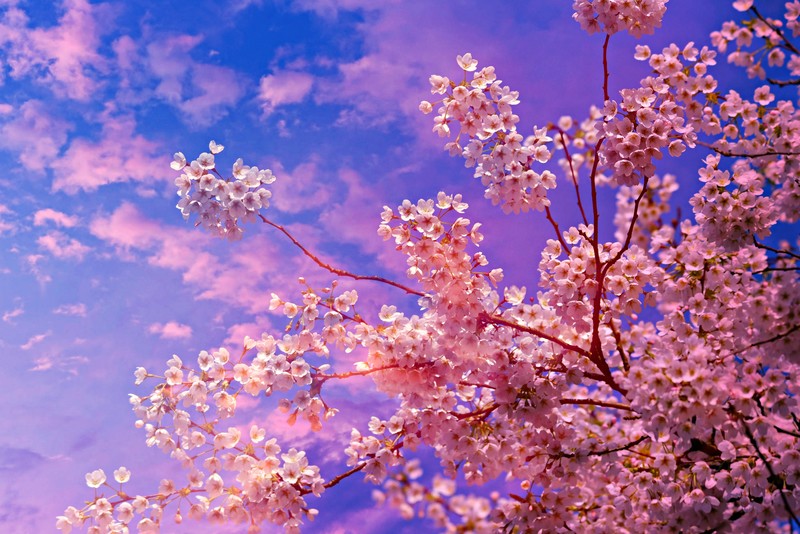 blossom, cherry, tree, hd, nature, 4k, 5k