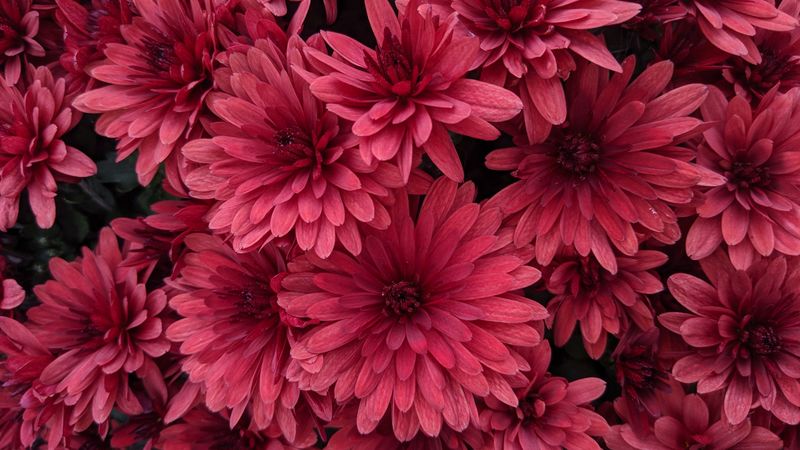 dahlias, flowers, pink, bloom, 4k