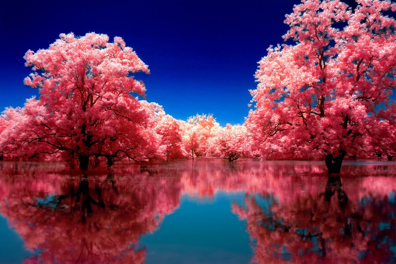 autumn, reflection, tree, nature, hd, deviantart
