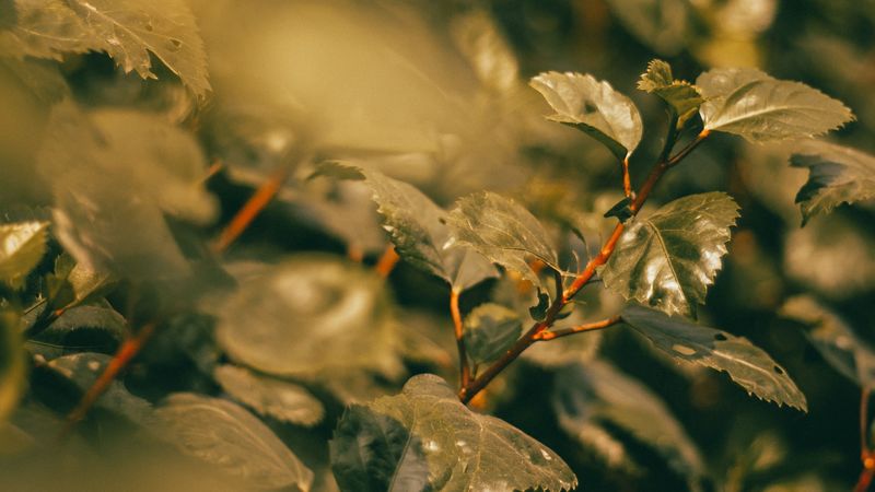 branches, leaves, green, plant, nature, 4k