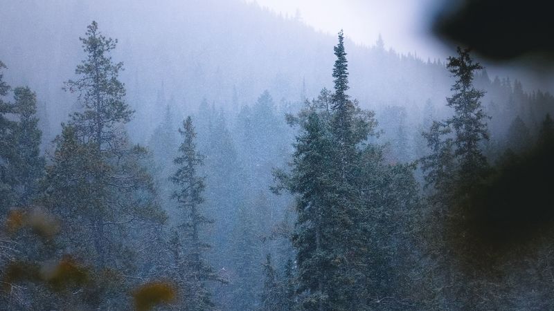 forest, trees, pines, snow, snowfall, 4k