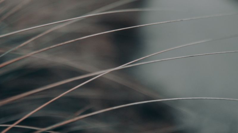 grass, stems, macro, closeup, gray, 4k