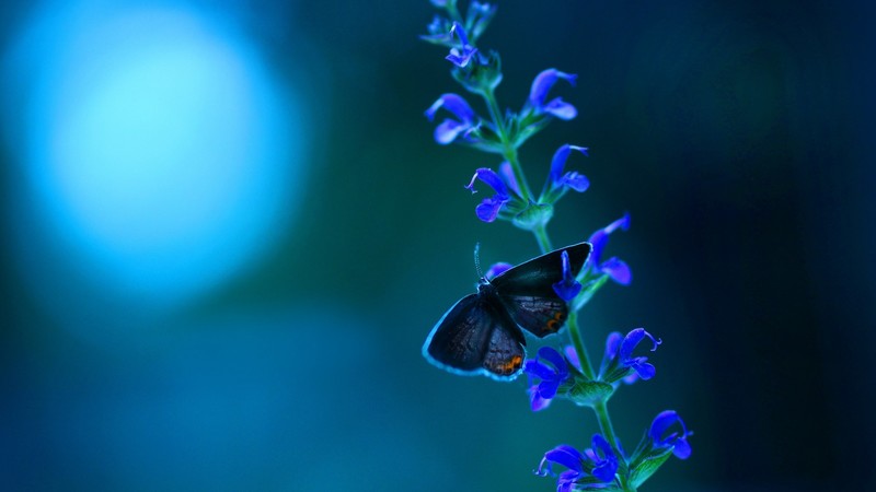 butterfly, flowers, plants, hd