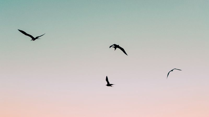birds, sea, waves, foam, sunset, 4k